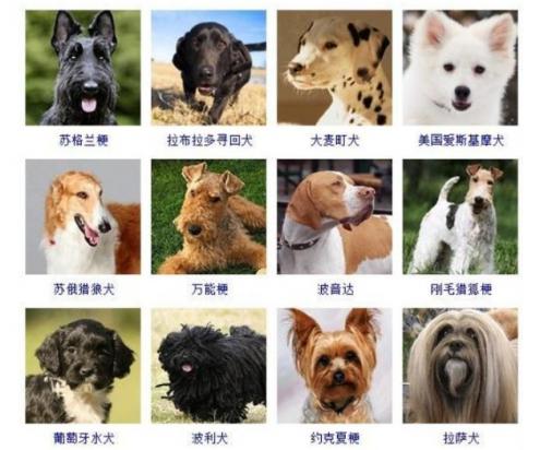 科学鉴别狗狗犬种方法-1