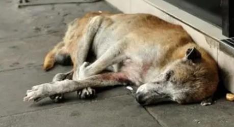 狗狗临死前的15个征兆