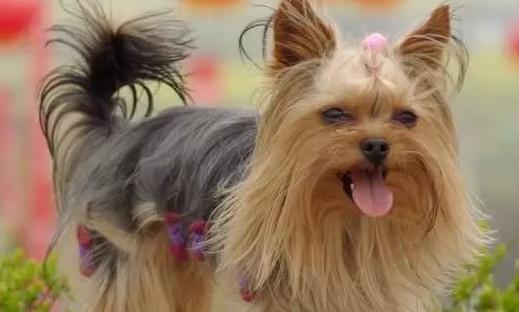马尔济斯犬长毛小型犬的种类品种大全