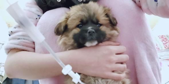 狗狗得细小怎么在家治疗-图1