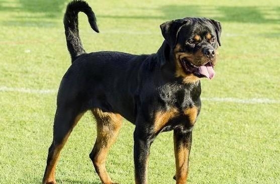 短毛狗大型犬的品种