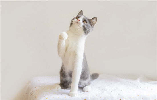 狸花猫从小养会很乖吗-图1
