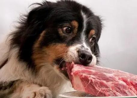 六个月狗狗算幼犬吗-图1