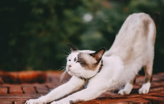 英短母猫绝育注意事项-图1