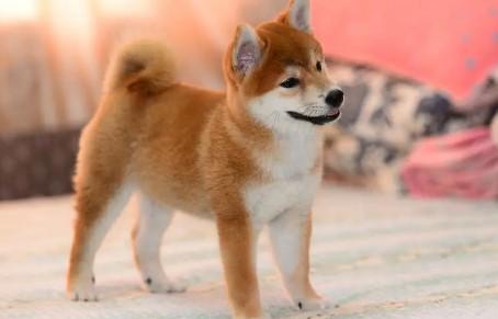 柴犬哪个品种最厉害-图1