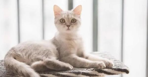 三猫养后院猫了吗-图1