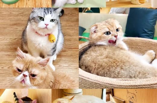 大头猫头像江湖有大头的猫咖-图1