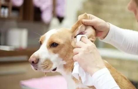 狗狗耳朵内壁发红不停的甩头