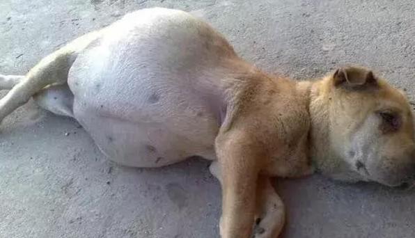 狗狗难产前最明显的征兆-图1