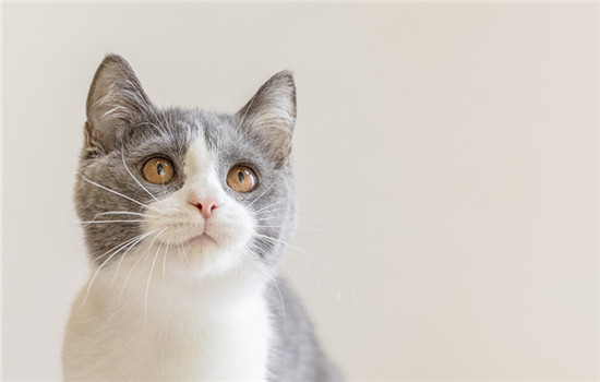 养英国短毛猫要注意什么-图1