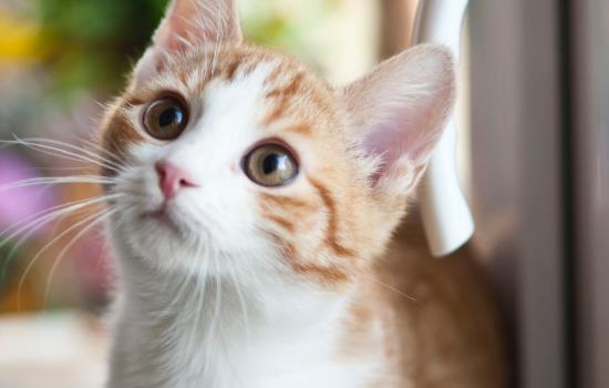 猫草片吃了是催吐还是化毛