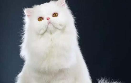 猫钻被窝会捂死吗-图1