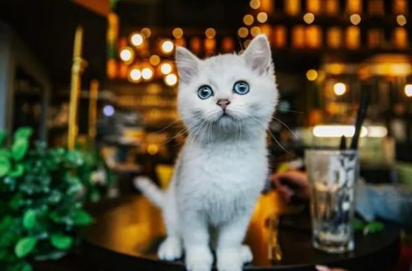 几把猫是什么意思-图1