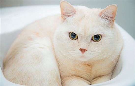 英国短毛猫掉毛程度-图1
