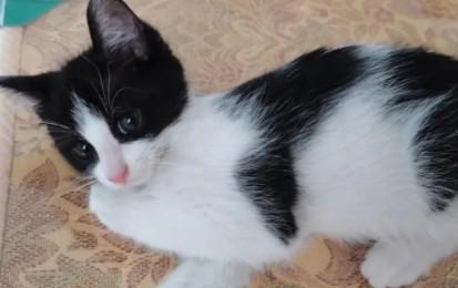 基霸猫是奶牛猫吗-图1