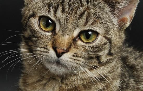猫咪驱虫多久做一次-图1