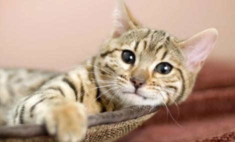 什么叫做吊颈猫-图1