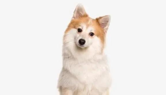 狗得了中耳炎怎么治