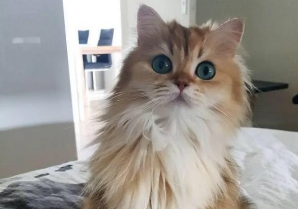 金吉拉和橘猫