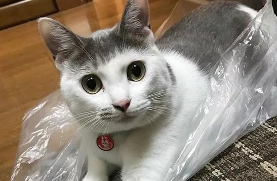 最近很火的魔性猫咪是什么-图1