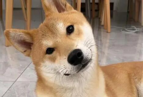 怎么样使狗歪头？