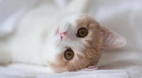 猫武士四族最帅的猫
