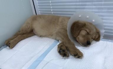 狗狗多大就不容易得犬瘟了？