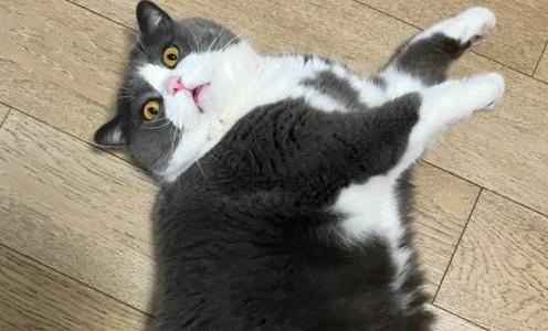 吉霸猫是什么猫品种