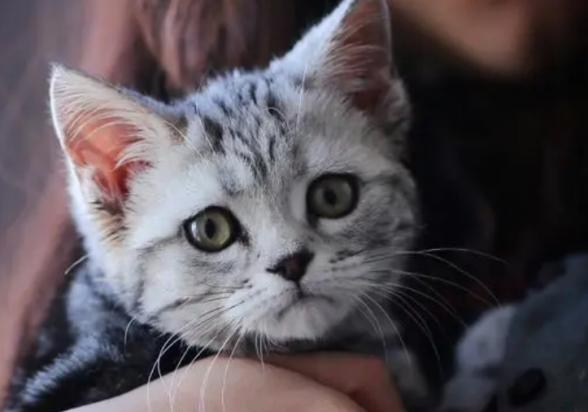 猫其实就是女人-图1