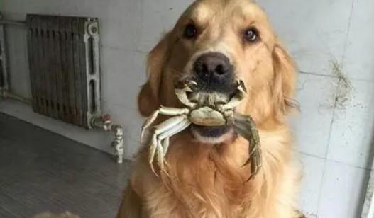 狗狗能不能吃生蟹肉