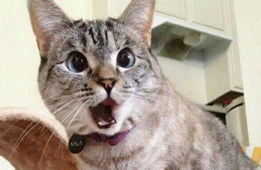 小猫惊讶的表情怎么写-图1