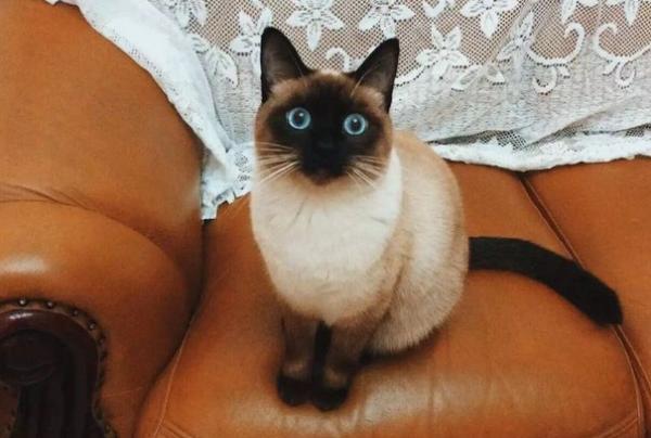 现在的猫怎么像妖精-图1