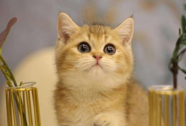 金色瞳孔的猫寓意咪取名-图1