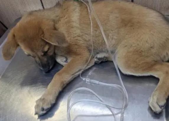 狗狗细小怎么才算痊愈了