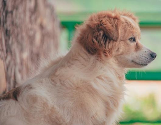 怎么样让成年犬跟人接近？-图1