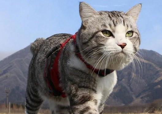 超霸气冷酷的猫咪图片