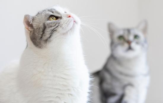 猫藓可以洗澡吗-图1