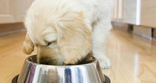 给狗狗喂食需要注意哪些-图1