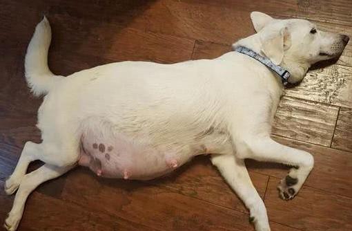 狗怀孕最晚多少天下崽-图1