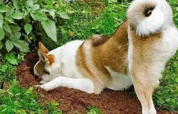 为什么狗狗藏食物呢