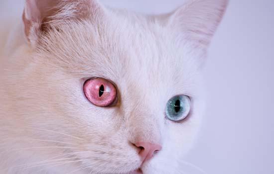 英国短毛猫一天喂几次-图1