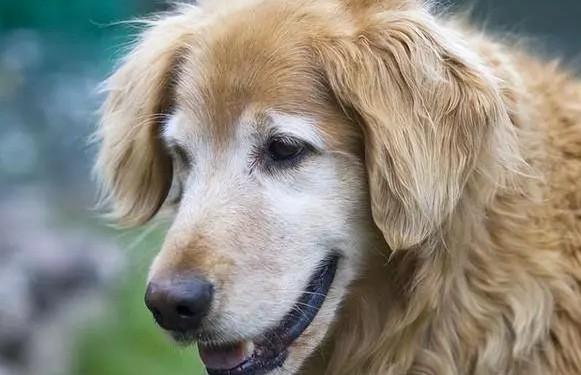 13岁的狗狗相当于多大年龄的人-图1