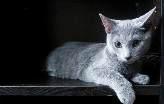 英短蓝猫怎么养胖的快-图1