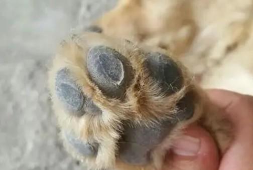 狗狗脚丫不让碰的原因-图1