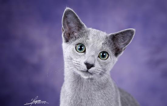 两个月的猫能吃苹果吗-图1