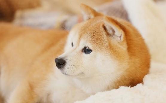 狗狗可以吃莴笋吗-图1
