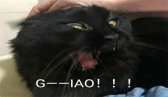 黑色猫咪小表情包