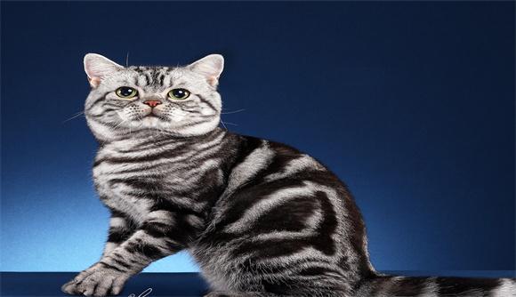 腿上有横条虎纹的是啥猫咪-图1