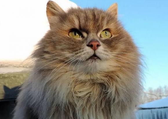最霸气的猫是什么猫-图1