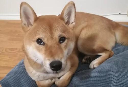 狗狗为什么不敢直视你